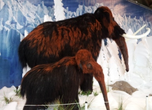Mammoths, not as cold as us